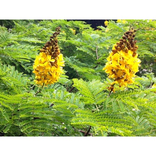 12 UNIDADES : Sementes Da Verdadeira árvore decorativa Sibipiruna (sebipira) para plantar