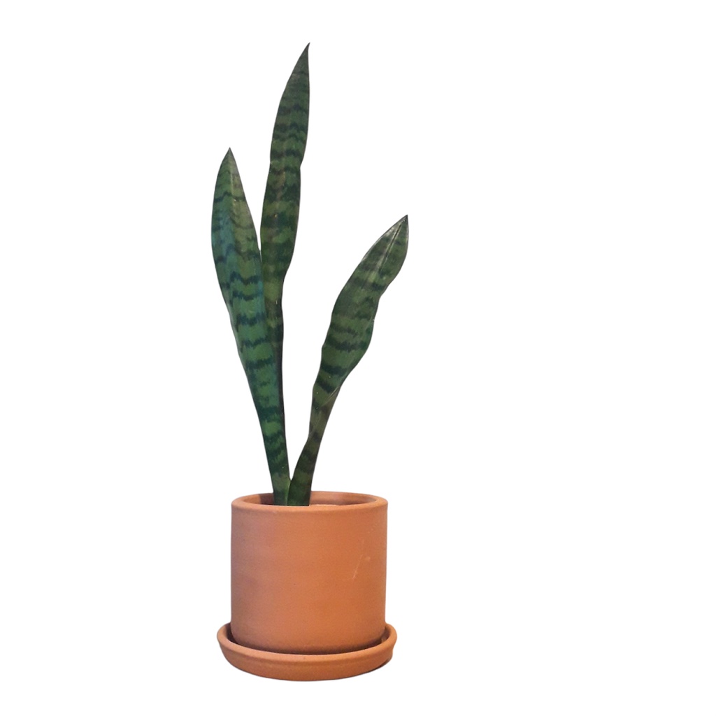Vaso De Barro Cilindro Com Prato Cachepot Cerâmica 18x16 Decorativo