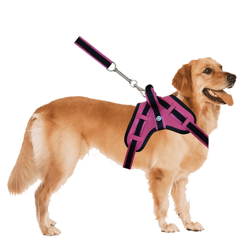 Dogue Alemão: Guia Completo e Onde Comprar | BuscaProdutos