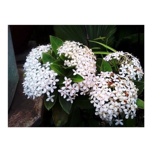 Mini Ixora Chinesa Branca 10 Sementes planta maravilhosa | Shopee Brasil