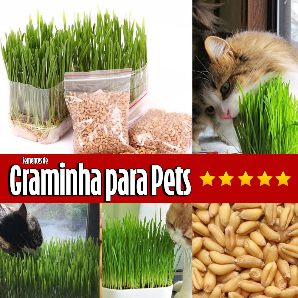 Semente Graminha (Grama trigo Extra) para Gatos e Cachorros - Promoção