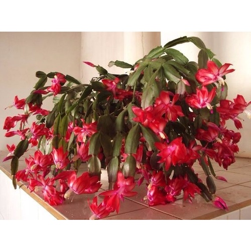 cacto 10 Sementes flor de Maio Cor Vermelha | Shopee Brasil