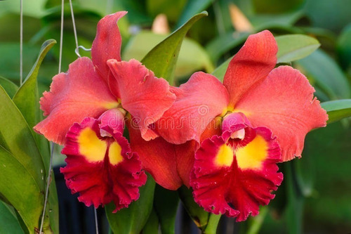 14 Mudas De Orquídea Cattleya - Adultas - Prestes A Florir | Shopee Brasil
