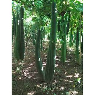 25 Sementes de Bucha Vegetal Gigante Para o Plantio - Esponja de Banho