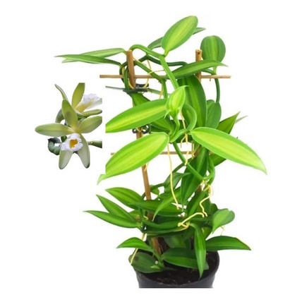 7 Orquídea Baunilha ( Vanilla Planifolia ) 10 A 20cm Muda | Shopee Brasil