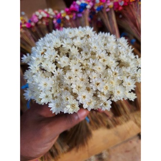 Flor sempre viva branca Extra , cor natural , 1 buquê de flores secas com  300 flores | Shopee Brasil