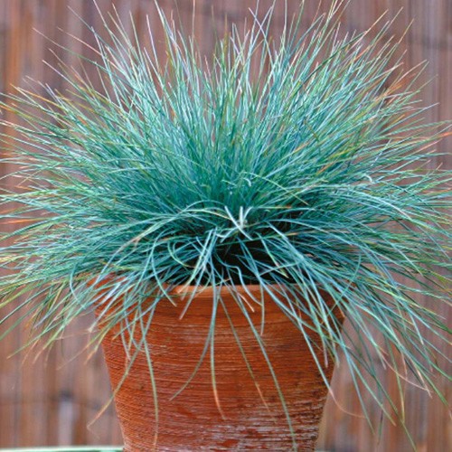 1000 SEMENTES DE GRAMA AZUL  + SEMENTEIRA + SUBSTRATO+BRINDE
