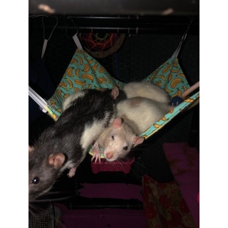 Rede Simples para Ratos Twisters / Hamsters
