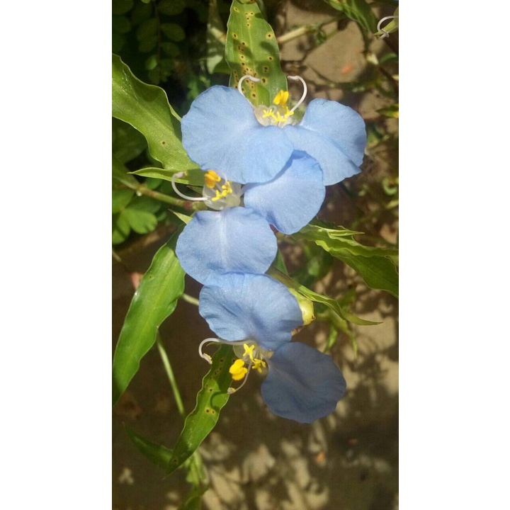 Sementes de Commelina Azul – Erva Santa Luzia - flor azul - Atrai abelhas -  néctar natural – jardim florido – Flores todos os dias. | Shopee Brasil