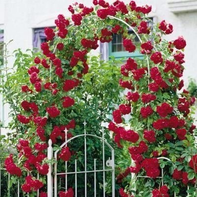 Flor Rosa Sementes Sadias Trepadeira Vermelha P/ Mudas Importadas