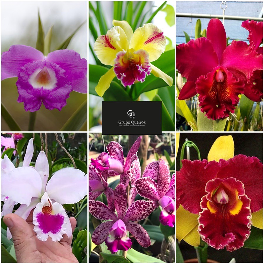 Pacote Com 10 Mudas Orquídea Cattleya Lindas | Shopee Brasil