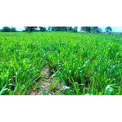 Capim Aruana Panicum Maximum - 200gr De Sementes