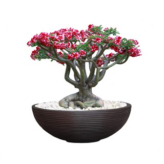 Vaso de Planta Bacia Cuia 60x20 Cm Decorativo Redondo Floreira em Polietileno Plastico