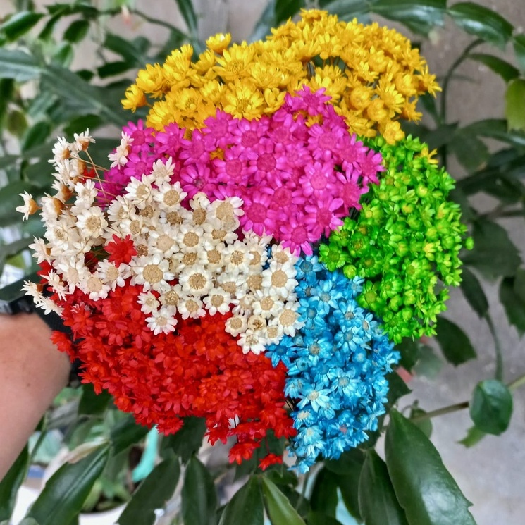 1200 mosquitinhos Flor Sempre Viva COLORIDA 6 cores - A 25 DE MARÇO |  Shopee Brasil