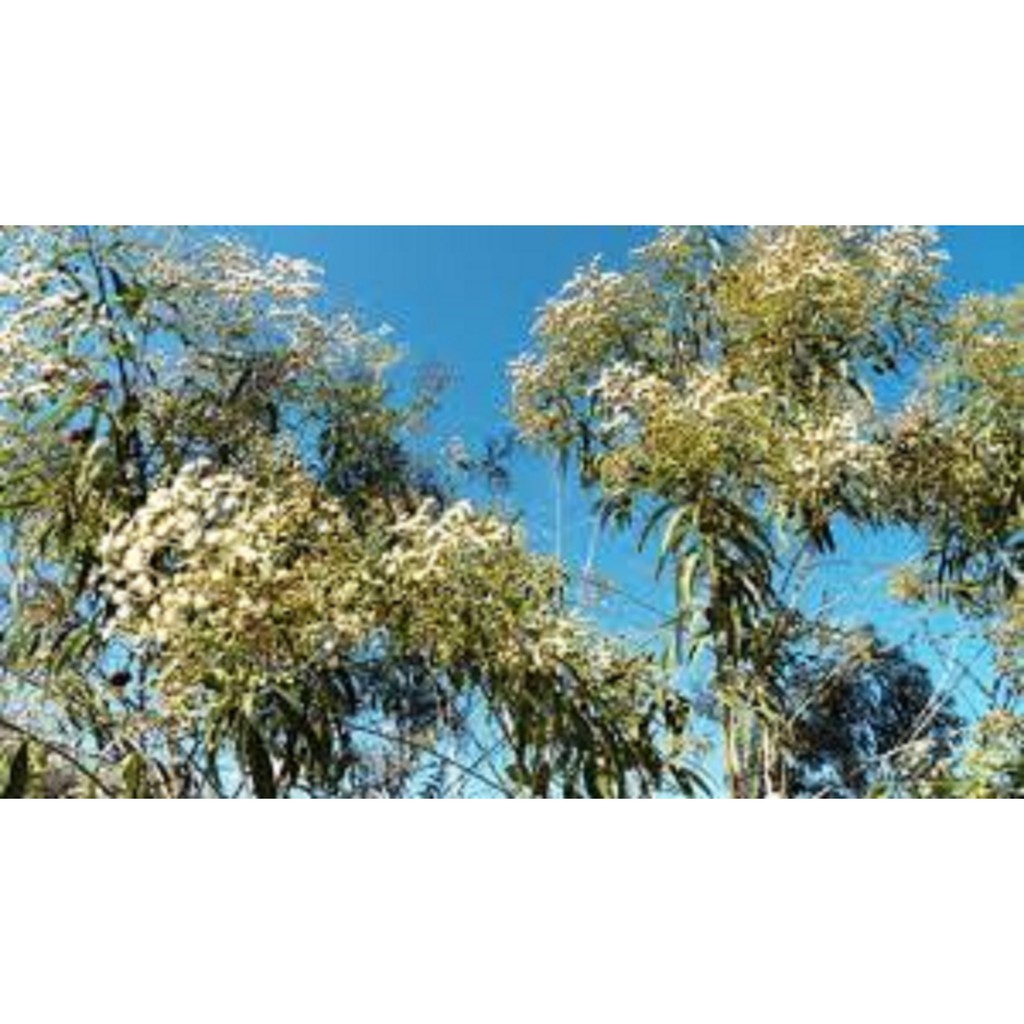 200 Sementes Flores Planta Árvore Assa Peixe Melífera Abelha Apiário Apicultura Mel Cera Pólem Própolis Melgueira cheia