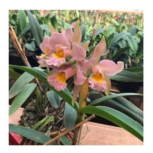 Kit Com 8 Orquídeas Cattleya Identificadas | Shopee Brasil