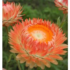 Sementes Sempre-viva Dobrada Sortida Helichrysum | Shopee Brasil