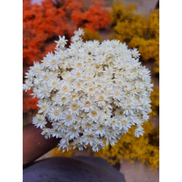 Flor sempre viva branca Extra , cor natural , 1 buquê de flores secas com  300 flores | Shopee Brasil