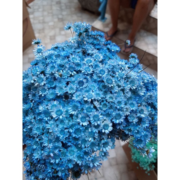 1.000 flores sempre vivas naturais azul escuro ! | Shopee Brasil