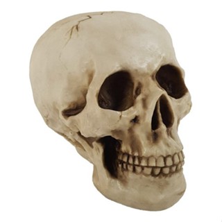 Cranio Caveira Grande Tamanho Real Em Resina Decorativo em Oferta na Shopee