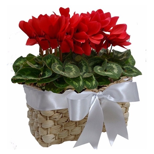 Mini Ciclame Vermelho ornamental 10 Sementes | Shopee Brasil