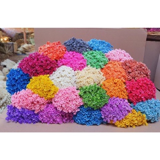 Flor Sempre Viva , Flores desidratadas , kit com 900 / 600 / 300 flores em Oferta na Shopee