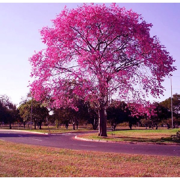 30 Sementes Ipê Rosa Tabebuia Pentaphylla Árvore Flor Jardim | Shopee Brasil