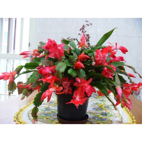 Flor De Seda Vermelha 10 Sementes De flor de maio | Shopee Brasil