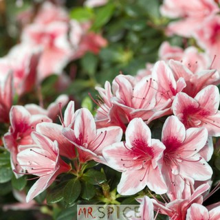 500 sementes da flor mini azaleia multicolorida para mudas | BeeCost