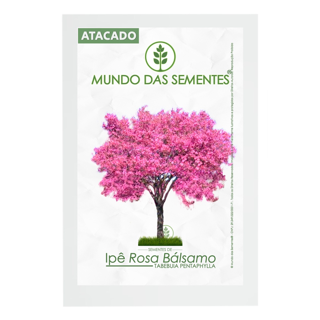 5000 Sementes Ipê Rosa Bálsamo Tabebuia Pentaphylla Árvore Original Premium - Mundo das Sementes®