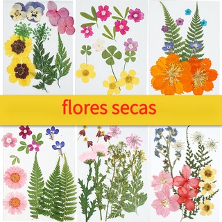 Flores Secas Naturais Prensadas para Resina Epóxi Artesanato Decoração