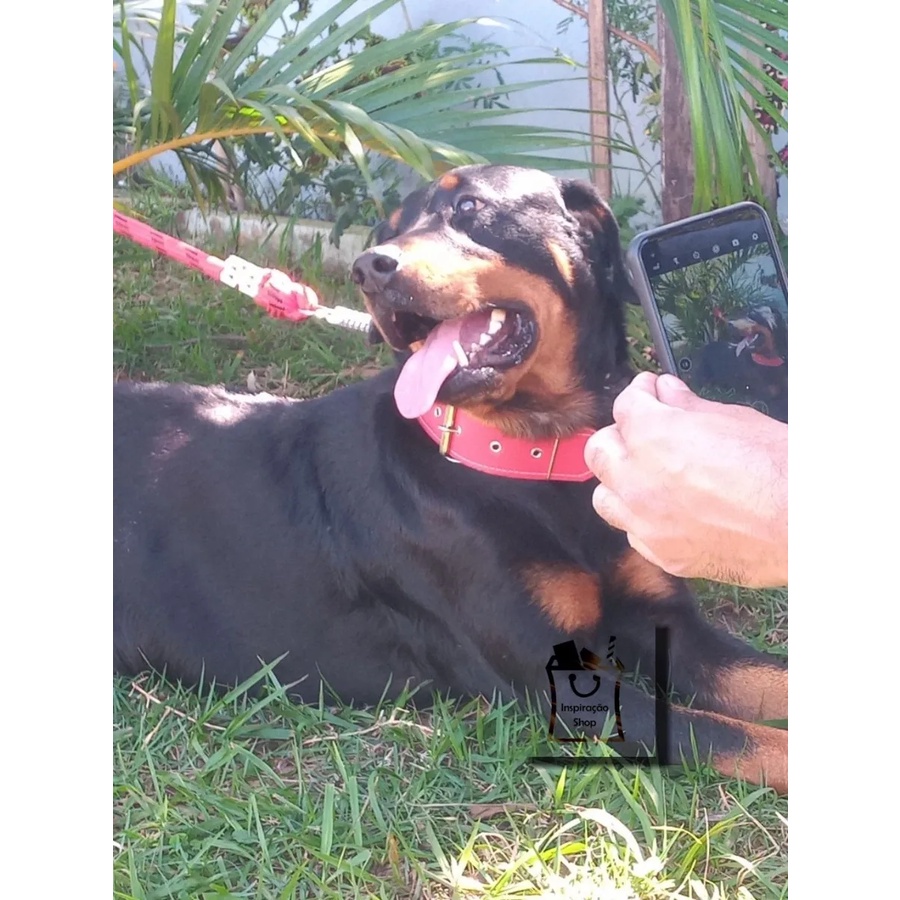 Coleira Couro Pit Bull Rottweiler Pet De Grande Porte Melhor Preço Envio 24h