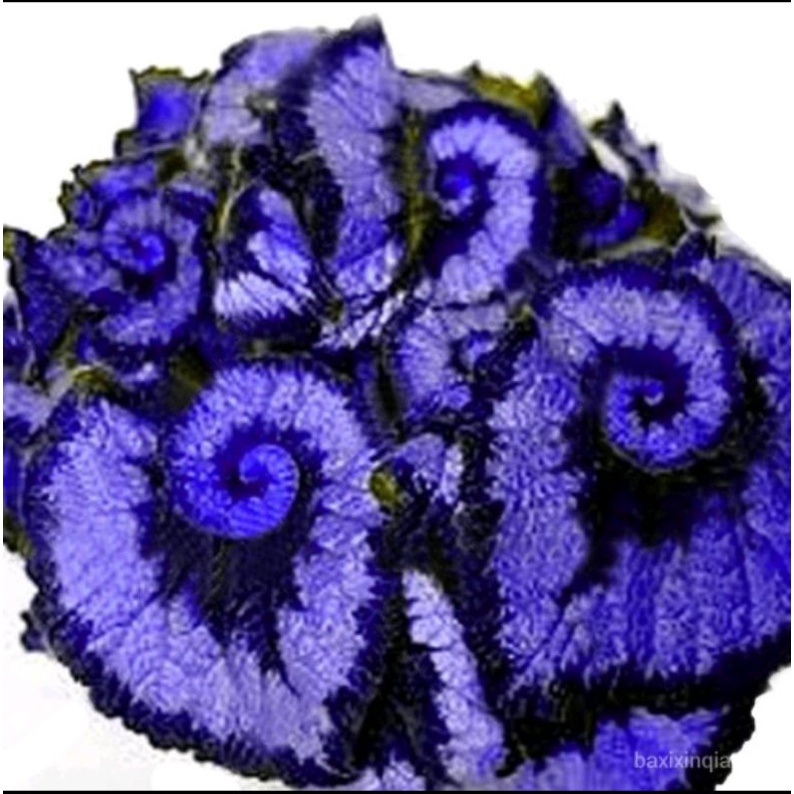 5 sementes desta linda Begônia Violeta | Shopee Brasil