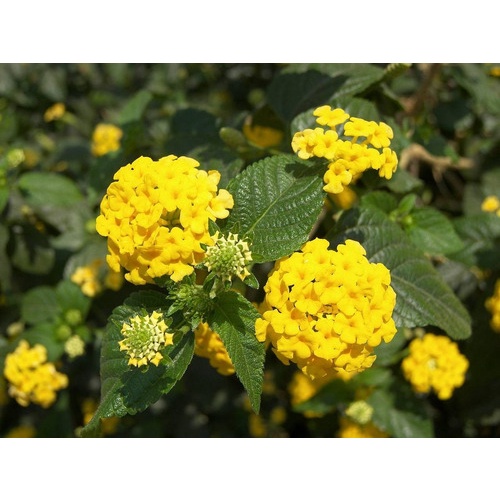 Lantana Amarela 10 Sementes De planta decorativa | Shopee Brasil