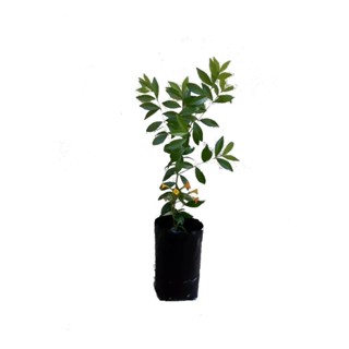 sacos plastico para mudas 15x30 100 unidades em Oferta na Shopee