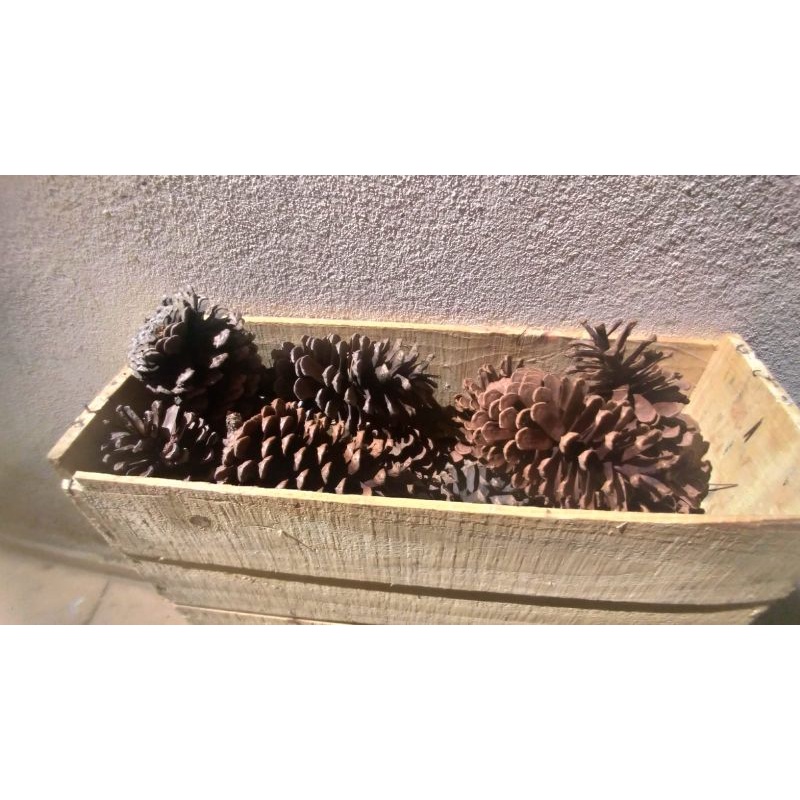 Pinhas naturais para artesanatos