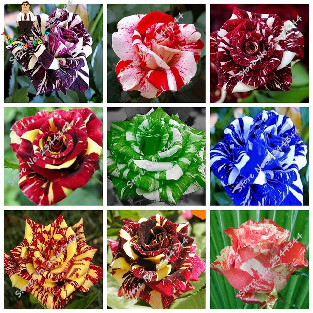 15 Sementes De Rosas Raras | Shopee Brasil