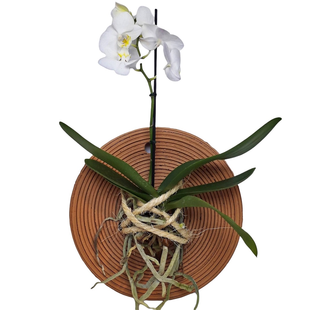 Vaso Prato Para Orquídea Enrraizador Mandala Decorativa De Barro