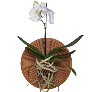 Vaso Prato Para Orquídea Enrraizador Mandala Decorativa De Barro em Oferta na Shopee