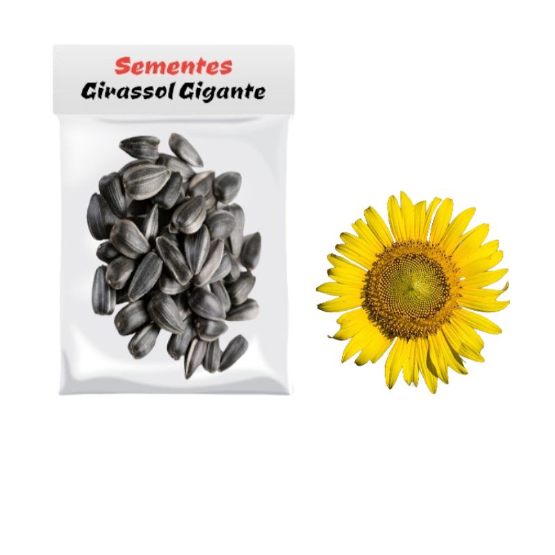 100 Sementes Girassol Gigante - Flores | Shopee Brasil