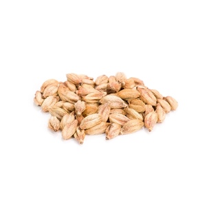 Fava Chama Dinheiro - 1 unidade