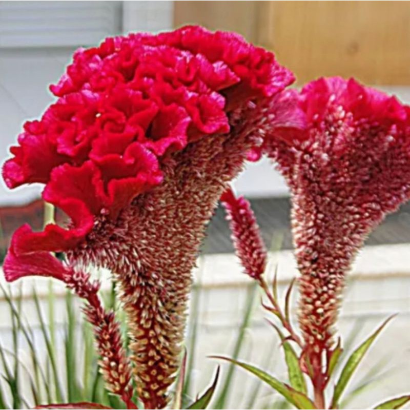 Celosia Pink Crista de Galo flor sementes | Shopee Brasil