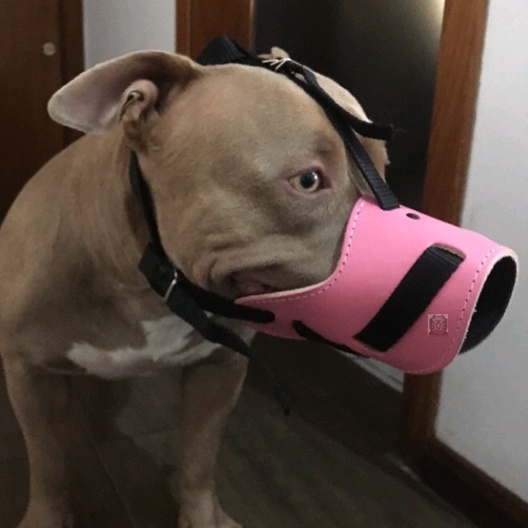Focinheira Couro Sintético Ideal Para Pastor Alemão, Pit Bull, Rottweiler
