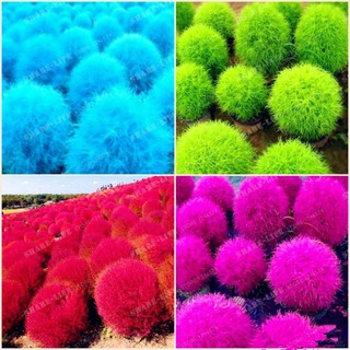 1000 sementes de grama festuca Mix 4 cores