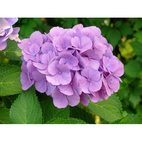 10 Sementes De Hortensia Lilas | Shopee Brasil