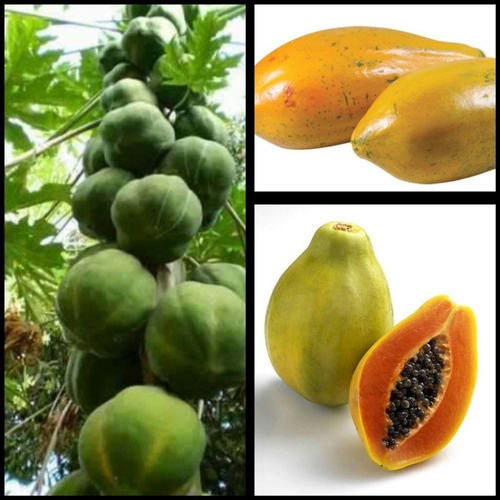 300 Sementes Mamão Caipira Mamão Formosa Mamão Papaia