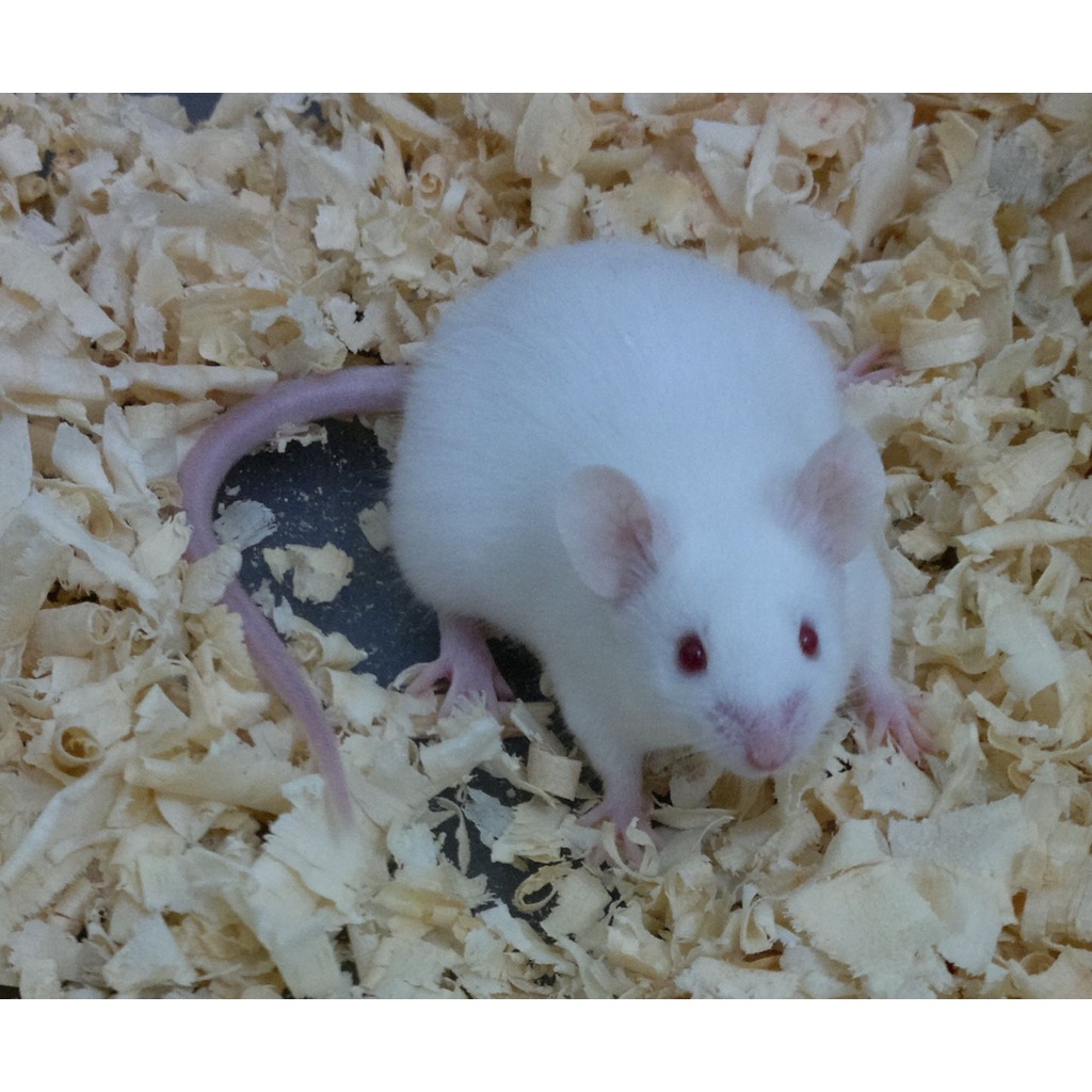 Serragem prensada 500g forração hamster coelhos e passaros MARAVALHA GROSSA