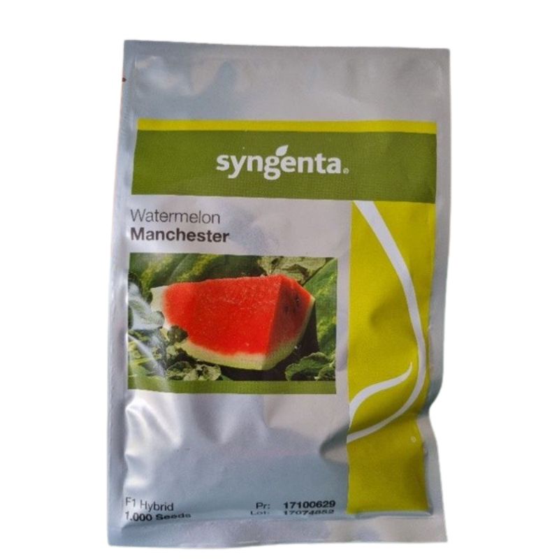 SEMENTE DE MELANCIA HÍBRIDA MANCHESTER SYNGENTA – 1.000 SEMENTES