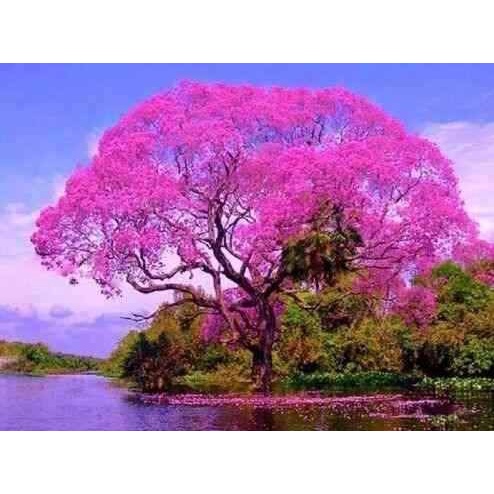 50 sementes ipê bola rosa flor maravilhosa e linda para vasos bonsay jardim sítios