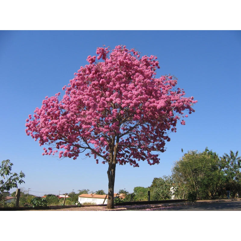 10 Sementes Ipê Rosa Tabebuia Pentaphylla Árvore Flor P/ Mudas | Shopee ...